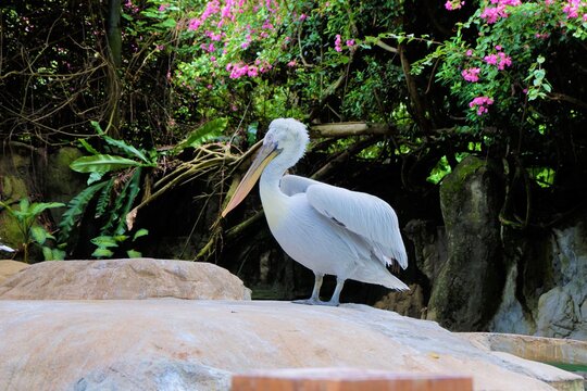 Great white pelican at Singapore Zoo