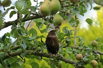 Weibliche Amsel (Turdus merula) im Birnbaum