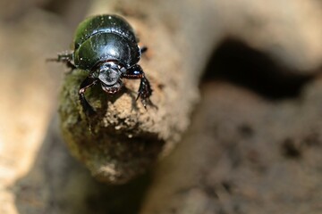 Portrait eines Waldmistkäfers (Anoplotrupes stercorosus)