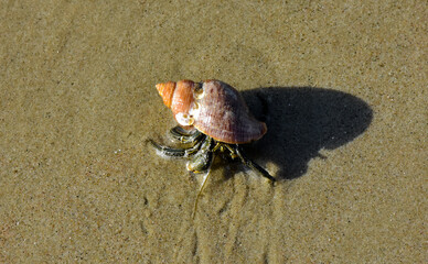 Hermit crab on the beach