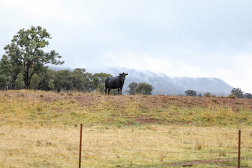 Lonely black cow standing on hill in country New South Wales on foggy winter morning