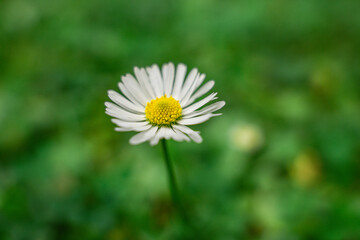 Fototapeta premium Ein Gänseblümchen auf der Wiese.