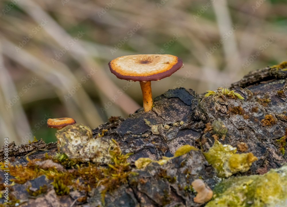 Wall mural natural fungi closeup