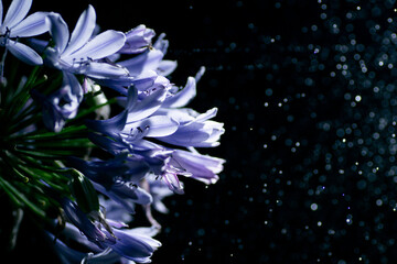 夜に咲くアガパンサス