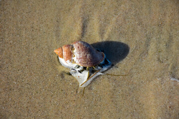 Hermit crab on the beach