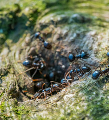 jet black ants