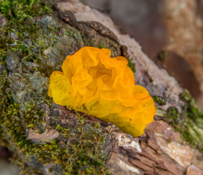 Tremella Mesenterica Fungus Closeup