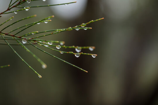 Close up image of pine tree with droplets of water after rain