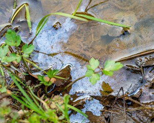 contaminated riparian detail