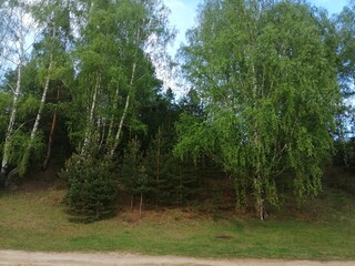 Obraz premium trees in the woods