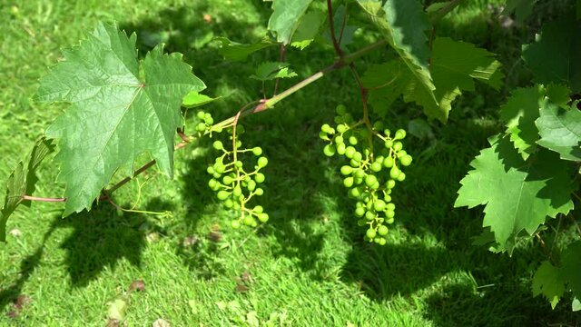 Bunches of unripe grapes on a bush sway slowly in the wind
