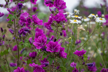 field of flowers purple hibiscus