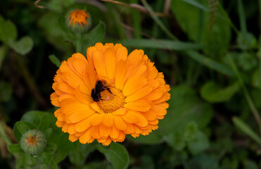 orange flower with bee
