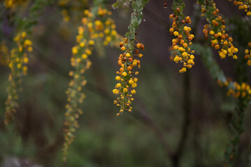 Close up image of Australian wattle tree covered in water droplets after rain