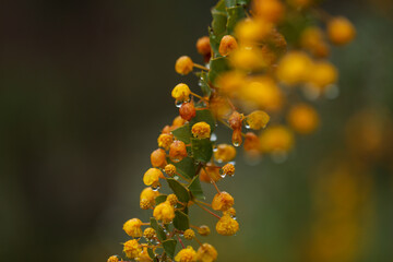 Close up image of Australian wattle tree covered in water droplets after rain