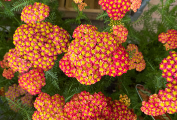 Top view closeup of isolated beautiful red yellow flowers (achillea millefolium filipendulina) with green leaves