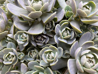 Top view on on isolated succulent plant (orostachys iwarenege)