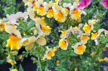 Top view on isolated white yellow flowers (nemesia sunsatia banana) with green leaves