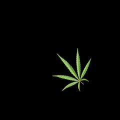 On a black background, a beautiful, textured cannabis leaf.Applique on a black background.