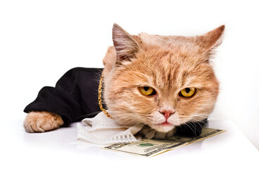 intelligent cat for the money.Animal in the academic robes