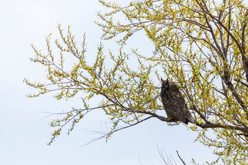 Adult great horned owl in a tall tree keeping watch