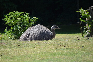 Nandu