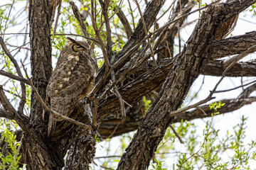 Adult great horned owl in a tall tree keeping watch