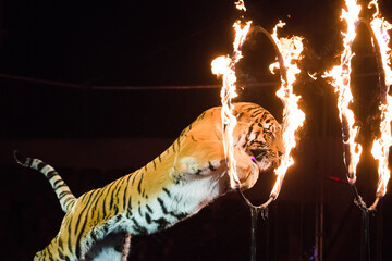 Circus.Tiger jumps through fire © SGr