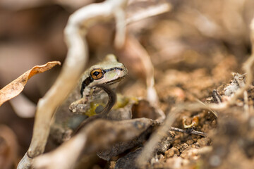 Green and black tree frog hiding in a grassy wetland area