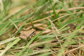 Green and black tree frog hiding in a grassy wetland area
