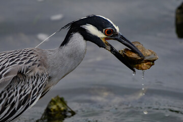 Expecting a crab, this yellow-crowned night heron got an oyster instead.