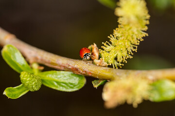 Small red ladybug on a tree branch in a  wetland area