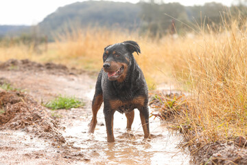 Wet and muddy rottweiler dog playing in mud puddle after winter rain