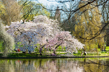 Cherry Blossom in Londons St James's Park