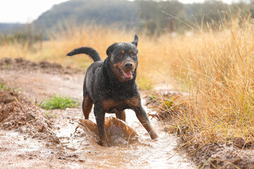 Wet and muddy rottweiler dog playing in mud puddle after winter rain