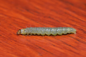 A macro image of a Plutella xylostella caterpillar of a Diamond back moth in the UK