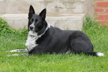 A rescued Border Collie settling down in his new permanent home.