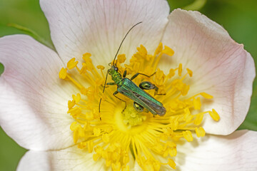 A male Oedemera nobilis beetle, also known by the name thick-legged flower beetle.
