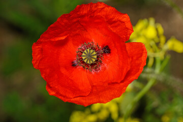 Fototapeta premium A beautiful Red Poppy, a flower of Remenbrance for the end of World War 1 and those who lost their lives.
