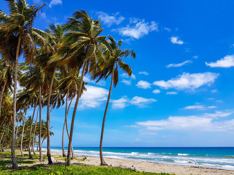 Tropical beach in the caribbean