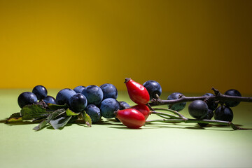 Blackthorn, Prunus spinosa berries with a few red Rose Hip berries.