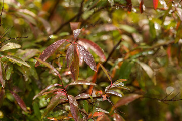 Leaves and gumnuts close up covered in water droplets after winter rain
