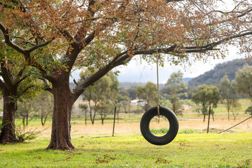 Tranquil backyard setting with tyre swing hanging from chinese elm tree - obrazy, fototapety, plakaty