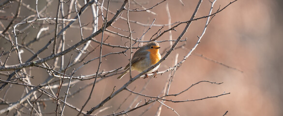 Erithacus rubecula over branch at winter time