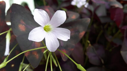 Obraz na płótnie Canvas white flower in the garden