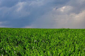 Fototapeta na wymiar Beautiful green cornfield and blue sky with rain clouds. Agricultural concept