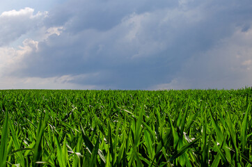 Fototapeta na wymiar Green corn field in agricultural garden and blue sky with rain clouds. Сentral Europe