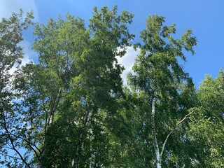 trees in the forest