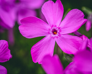 Close-up photo of a five petal purple flower in the spring.