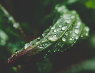 Close-up of water droplets on a green leaf.